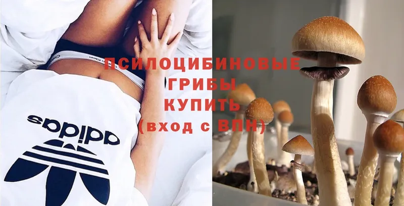 Псилоцибиновые грибы Cubensis Давлеканово